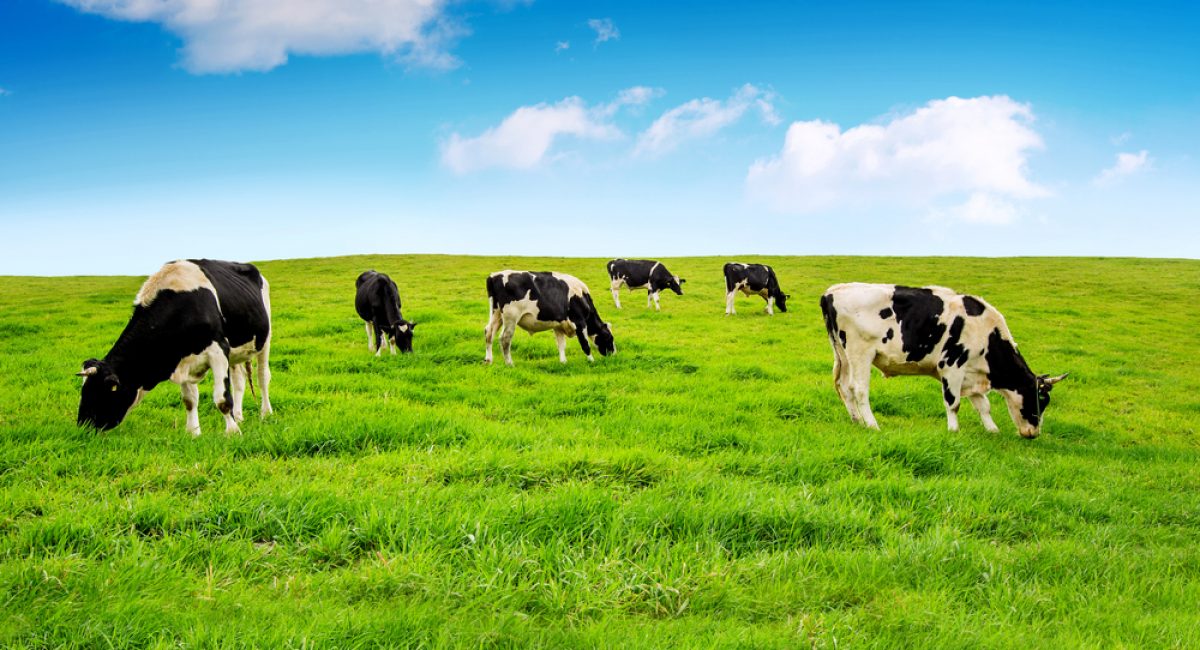Cows,On,A,Green,Field.