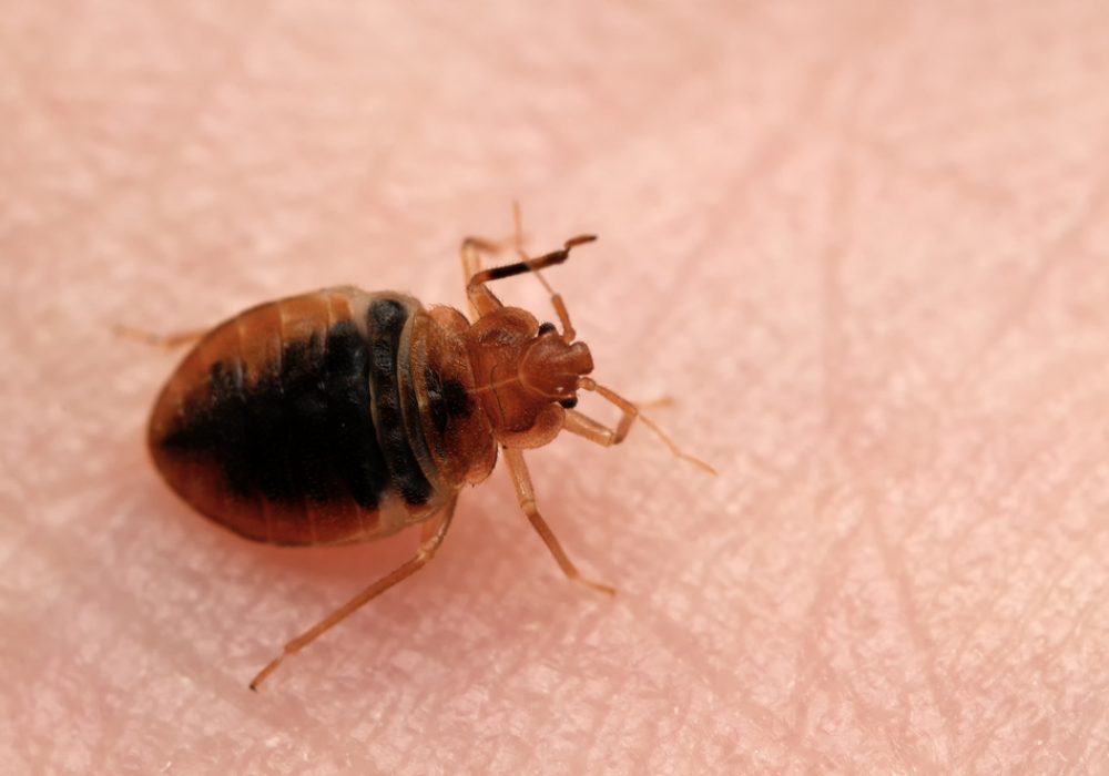 bed bug claims